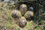 Lgvareiur / The nest of the Golden Plover