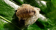 Orgyia antiqua