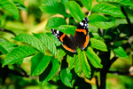 Admirálur / Vanessa atalanta (Linnaeus, 1758) (No 1590)