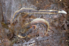 Flatmaðkur / Artioposthia triangulata
