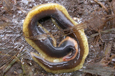 Flatmaðkur / Artioposthia triangulata