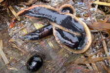 Flatmaðkur / Artioposthia triangulata