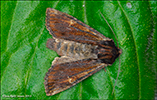 Flekkuvongur Apamea crenata (Hufnagel, 1766) (No 9755) 