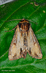 Flekkuvongur Apamea crenata (Hufnagel, 1766) (No 9755) 