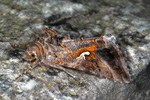 Gammavongur / 9056 Autographa gamma (Linnaeus, 1758)