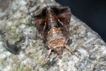 Gammavongur / 9056 Autographa gamma (Linnaeus, 1758)