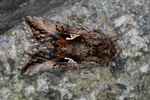 Gammavongur / 9056 Autographa gamma (Linnaeus, 1758)