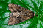 Grasfirvaldur stri / Apamea monoglypha (No 9748) 