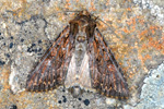 Grasfirvaldur stri / Apamea monoglypha (No 9748) 