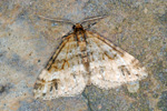 Heystspannari / Mesotype didymata hethlandica (No 8465)