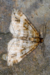 Heystspannari / Mesotype didymata hethlandica (No 8465)