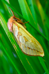 Hulda / Hepialus humuli (Linnaeus, 1758)(No 80)