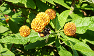 Bombus lucorum