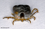 Ixodes uriae