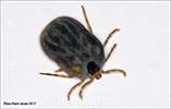 Ixodes uriae