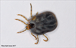 Ixodes uriae