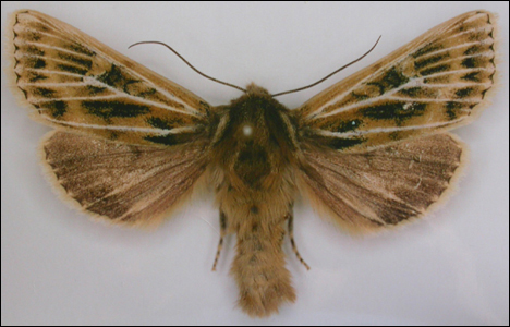 Abromias assimilis jenskjeldi