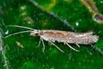 Klmlur / Plutella xylostella (Linnaeus 1758) (No 1525)