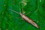 Klmlur / Plutella xylostella (Linnaeus 1758) (No 1525)