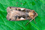 Kulluvongur Xestia c-nigrum (Linnaeus, 1758) (No 10199)