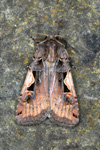 Kulluvongur Xestia c-nigrum (Linnaeus, 1758) (No 10199)