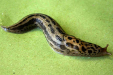 Leopardsnegl / Limax maximus