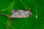 Línvevjari / Acleris sparsana (Denis & Schifferm., 1775) (No 4383)