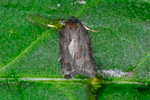 Línvevjari / Acleris sparsana (Denis & Schifferm., 1775) (No 4383)