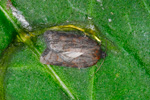 Línvevjari / Acleris sparsana (Denis & Schifferm., 1775) (No 4383)