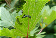 Nematus ribesii 