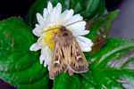 Ormafirvaldur / Cerapteryx graminis (Linnaeus, 1758) (No 10062)