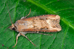 Perluvongur / Agrotis ipsilon (Hufnagel, 1766) (No 10346)