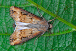 Perluvongur / Agrotis ipsilon (Hufnagel, 1766) (No 10346)