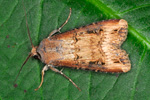 Perluvongur / Agrotis ipsilon (Hufnagel, 1766) (No 10346)