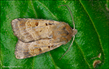 Roavongur / Diarsia mendica (Fabricius, 1775) (No 10089)