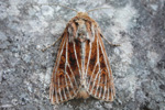 Rossafirvaldur / Abromias assimilis jenskjeldi (Doubleday, 1847)