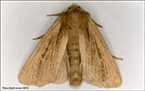 Sandvongur Hypocoena stigmatica (Eversmann, 1855) (No 48464)