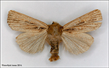 Sandvongur Hypocoena stigmatica (Eversmann, 1855) (No 48464)