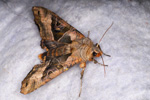 Skreytvongur / Phlogophora meticulosa (Linnaeus, 1758) (No 9505)