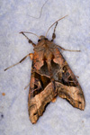 Skreytvongur / Phlogophora meticulosa (Linnaeus, 1758) (No 9505)