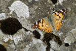 Tistilfirvaldur / Vanessa cardui (Linnaeus, 1758) (No 1591)