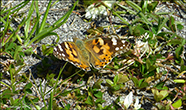 Vanessa cardui (Linnaeus, 1758) (No 7245)