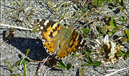 Vanessa cardui (Linnaeus, 1758) (No 7245)