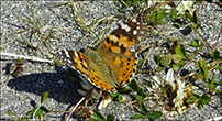 Vanessa cardui (Linnaeus, 1758) (No 7245)