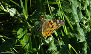 Vanessa cardui (Linnaeus, 1758) (No 7245)