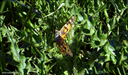 Vanessa cardui (Linnaeus, 1758) (No 7245)