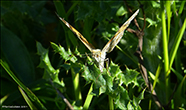 Vanessa cardui (Linnaeus, 1758) (No 7245)