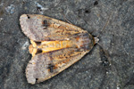 Veingjaguli / Noctua pronuba (Linnaeus 1758)