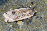 Veingjaguli / Noctua pronuba (Linnaeus 1758)