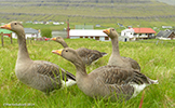 Tvøroyri, Suðuroy 31.05.2014